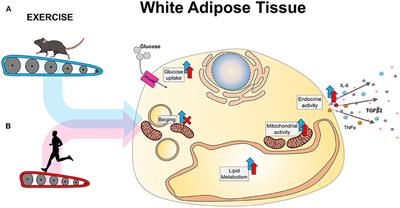 Exercise-Induced Adaptations to Adipose Tissue Thermogenesis